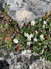 (c) Liadan Dickie, some rights reserved (CC BY) Myosotis colensoi, photograph (c) Liadan Dickie, some rights reserved (CC BY)