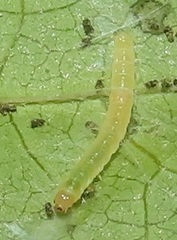 Megalota