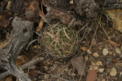 Echinofossulocactus phyllacanthus