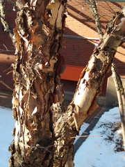 Betula nigra