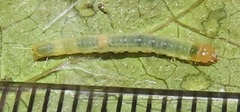 Megalota
