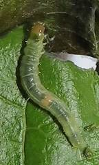Megalota