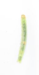 Megalota