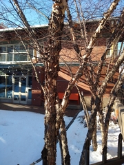 Betula nigra