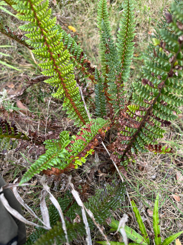 Polystichum hillebrandii observed 2025-11-13