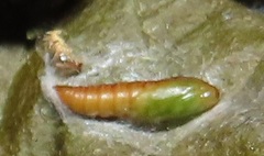 Megalota