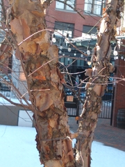 Betula nigra