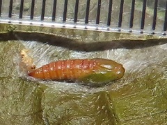 Megalota