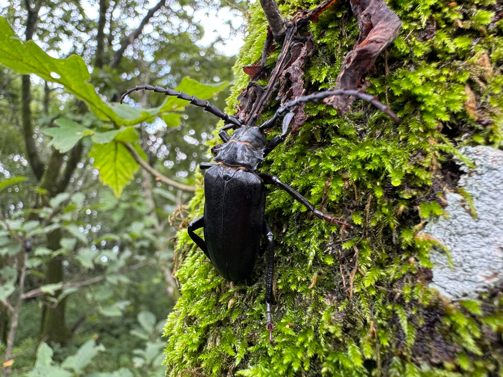 Prionus insularis