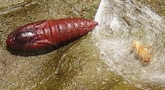 Megalota