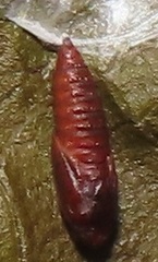 Megalota