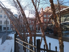 Betula nigra