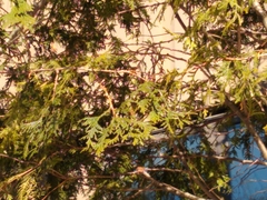 Thuja occidentalis