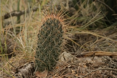 Coryphantha clavata