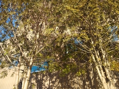 Thuja occidentalis