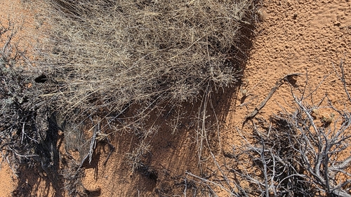 Muhlenbergia pungens, 2025-11-13