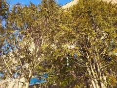 Thuja occidentalis
