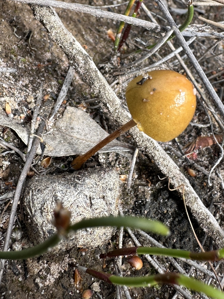 Deconica coprophila · October 2025 · photo: © sheriff_woody_pct (iNaturalist, cc-by)