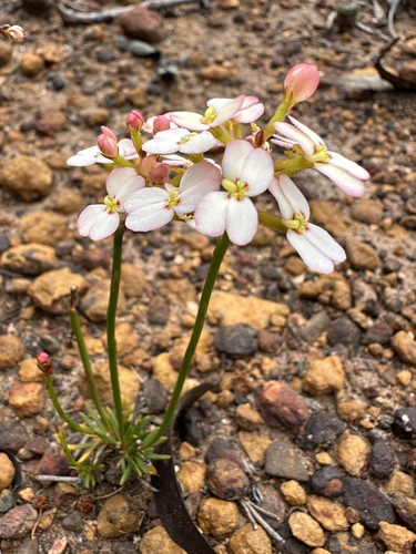 Reed Triggerplant (Stylidium junceum)