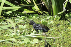 Pardirallus maculatus