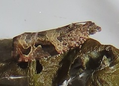 Megalota