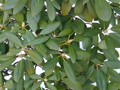 Rhododendron