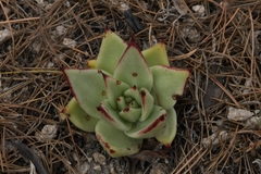 Echeveria agavoides