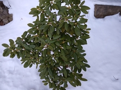 Rhododendron