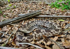 Pine Snake photo 3