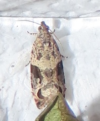 Megalota