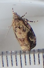 Megalota