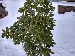 Rhododendron