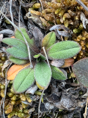 Myosotis colensoi