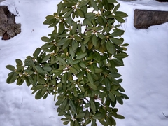 Rhododendron