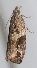 Megalota