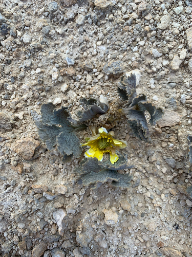 Castle Hill Buttercup (Ranunculus paucifolius)