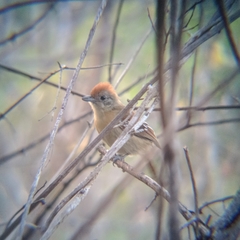 Thamnophilus pelzelni