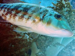 Lethrinus obsoletus