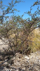 Vachellia rigidula