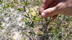 Vachellia rigidula