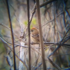 Thamnophilus pelzelni