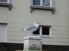 Larus argentatus