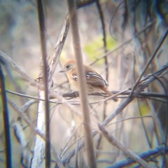 Thamnophilus pelzelni