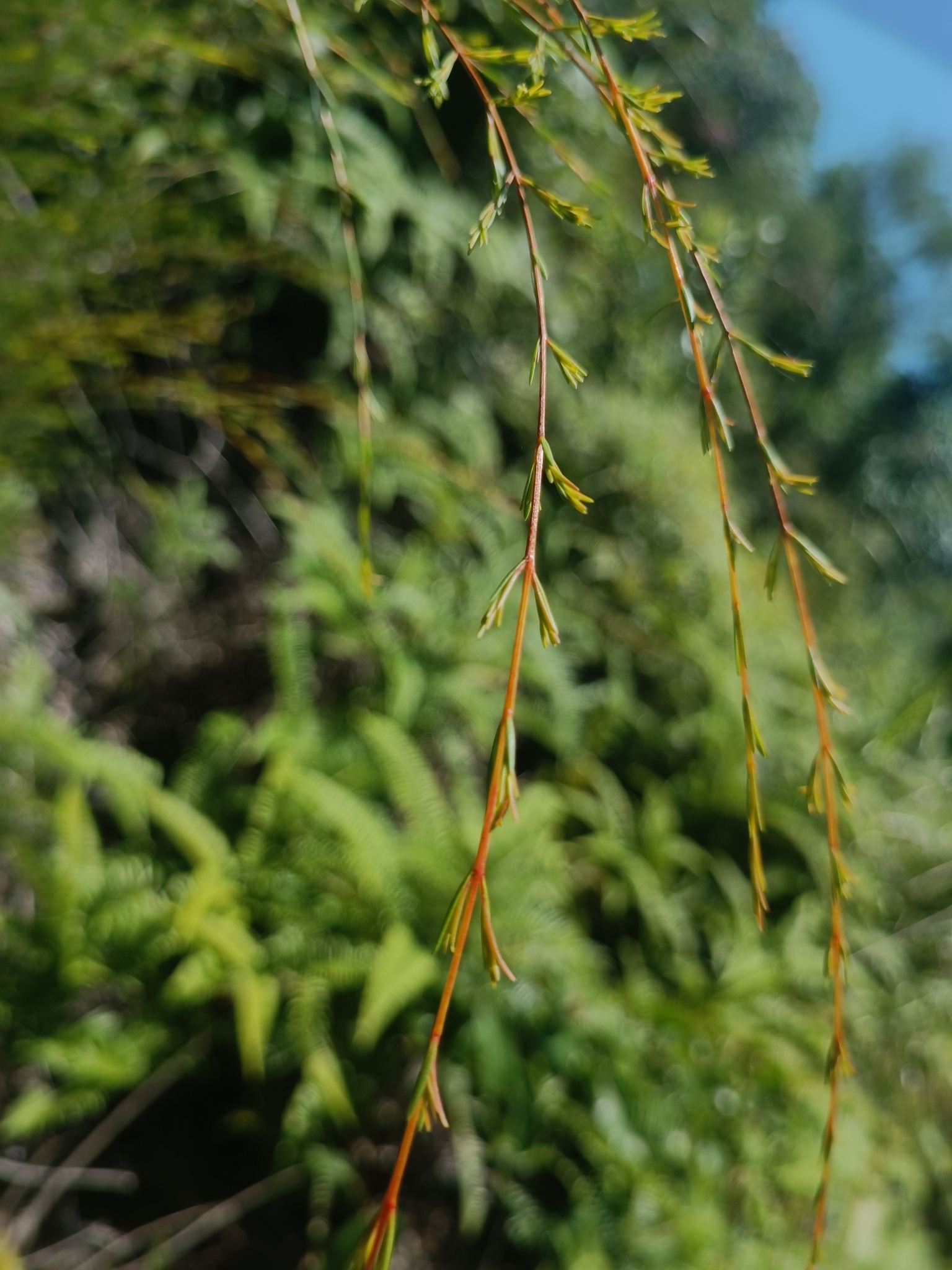 Chổi sể (Baeckea frutescens)