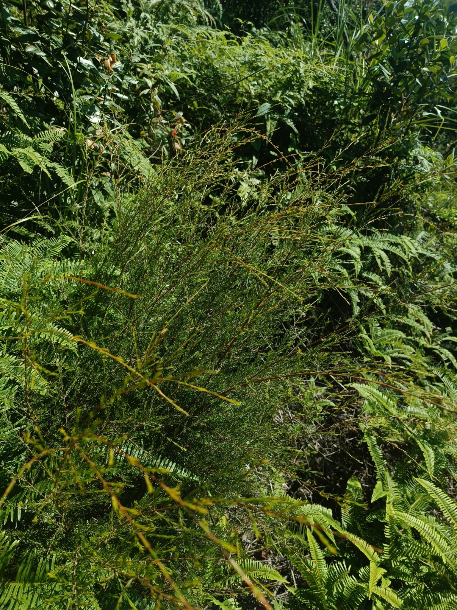 Chổi sể — ảnh 3