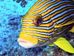 Plectorhinchus polytaenia