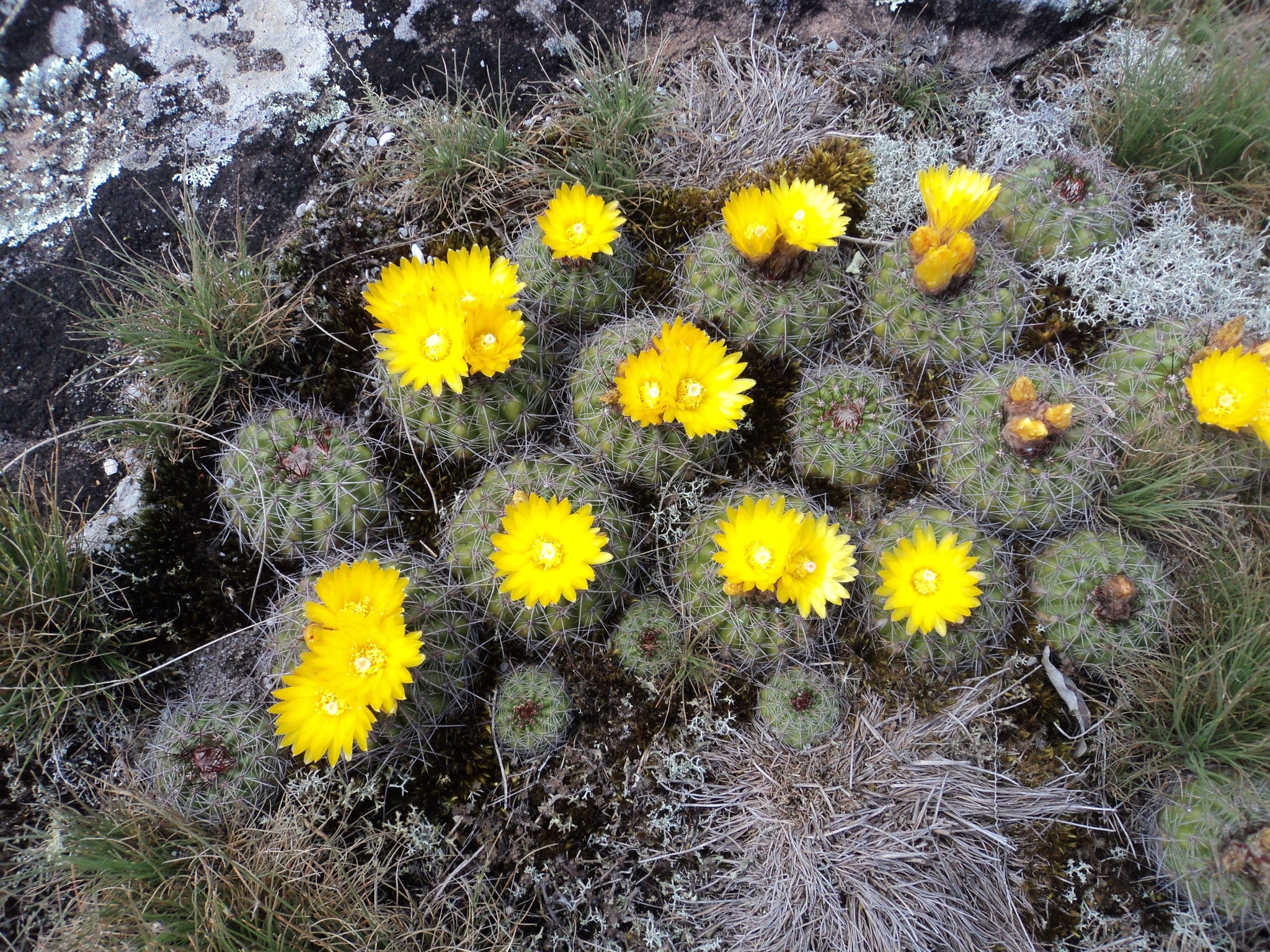 Parodia carambeiensis
