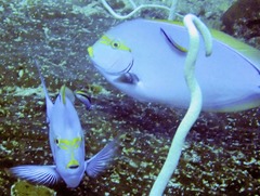Acanthurus mata