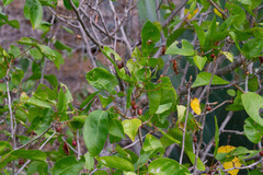 Ficus brittonii