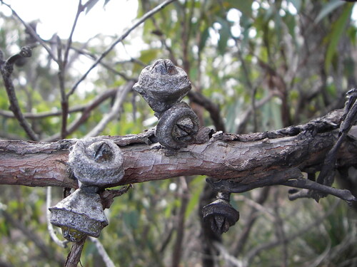 Tenterfield Red Mahogany (Eucalyptus scias)